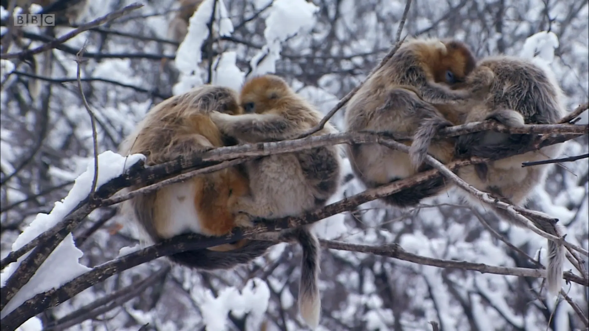 Qinling golden snub-nosed monkey (Rhinopithecus roxellana qinlingensis) as shown in Planet Earth - Mountains